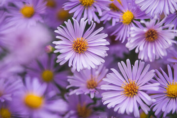 Obraz premium flowers in the garden