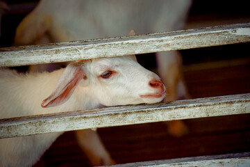 Kid white goats standing in wooden shelter close-up. Local Thai farm, Thailand.
