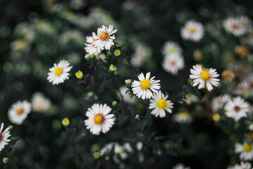Fototapeta premium daisies in the garden