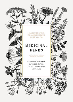 Vintage medicinal herbs card or invitation design. Hand-drawn flowers, weeds, and meadows illustrations. Summer plants template with golden foil borders. Herbs outlines