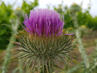 Distel