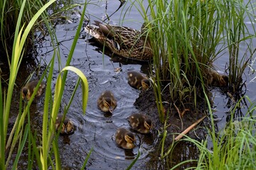family of wild ducks on the water surface of the city pond