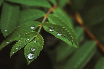 water drops on leaf