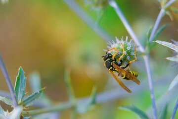 yellow caterpillar on a green leaf