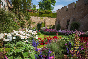 rose garden eltville,  rheingau germany
