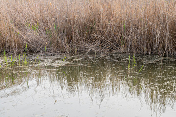 The reeds of lake and enviromental pollition