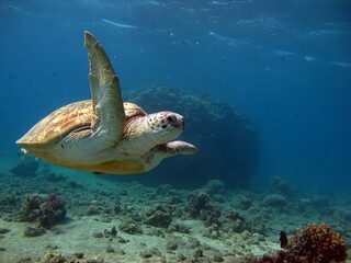 Obraz na płótnie Canvas Turtle. Big Green turtle on the reefs of the Red Sea.