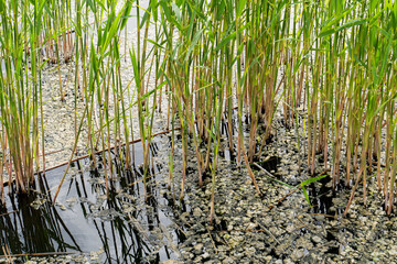 The reeds of lake and enviromental pollition