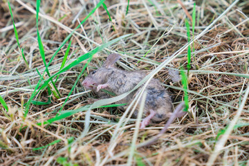 Naklejka na ściany i meble Dead little mouse in the grass 
