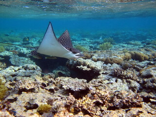 Stingrays. Ordinary spotted bracken. Stingrays - Batoidea Eagle stingrays family. © Vitalii6447