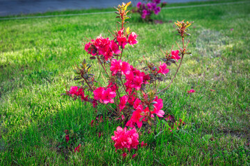 Rhododendron with red flowers planted in the garden
