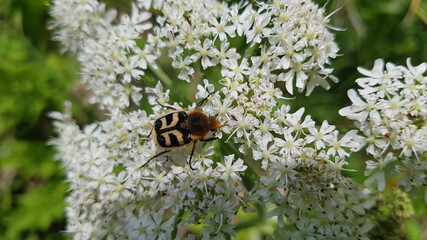 Käfer