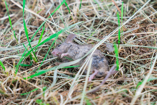 Dead little mouse in the grass 