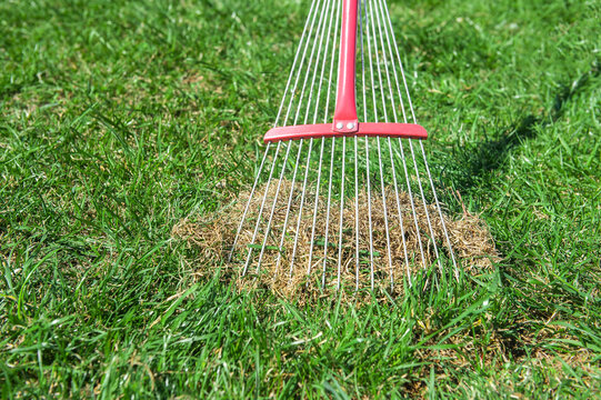 lawn rake scrub old dry grass from green lawn