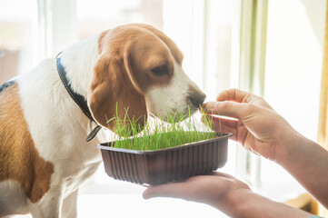 man feeds a dog green grass grown at home in a container. fresh greens all year round. pet care