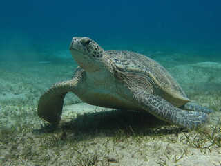 Turtle. Big Green turtle on the reefs of the Red Sea.