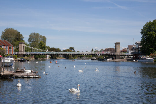 Swans by Marlow Bridge in Marlow, Buckinghamshire, UK