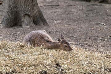 Young brown deer animal resting in hay dry grass on farm
