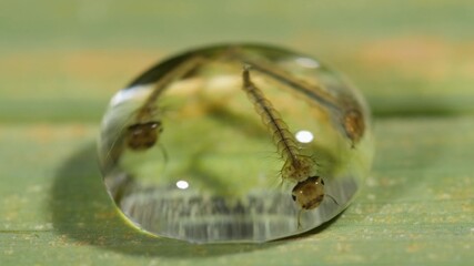 mosquito larva in a close-up water droplet