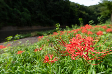 彼岸花と川辺