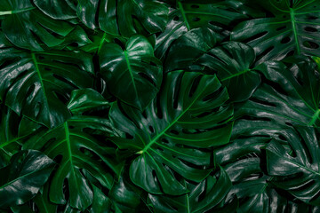 Naklejka na ściany i meble leaves of Spathiphyllum cannifolium, abstract green texture, nature background, tropical leaf 