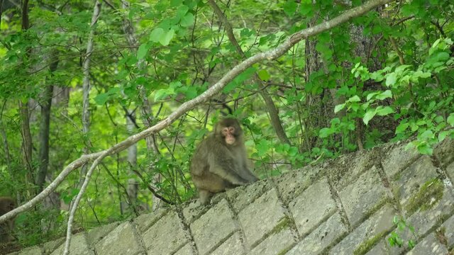 野生の猿（ニホンザル）