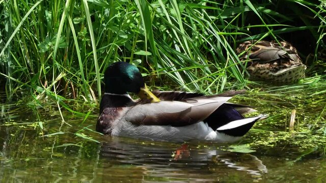 The mallard or wild duck, Anas platyrhynchos is a dabbling duck which breeds throughout the temperate and subtropical Americas, Eurasia, and North Africa