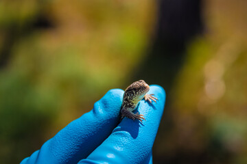 
man with blue gloves holds a lizard