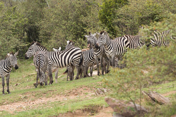 A herd of Zebras at the bank of Mara river at  Masai Mara, Kenya