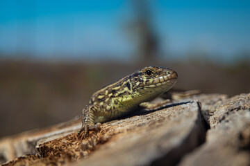 lizard on the tree  against the blue sky