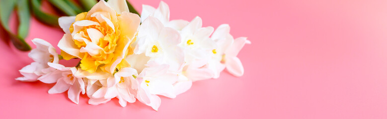 a bouquet of flowers narcisses white and yellow color in full bloom on a pink background with space for text. banner