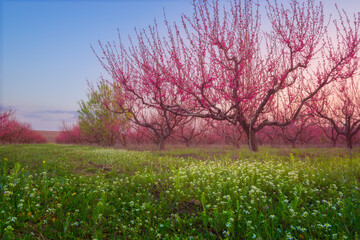 Scenic peach garden in blossom in early spring. Smooth pink rows of flowering peach trees, blue sky...