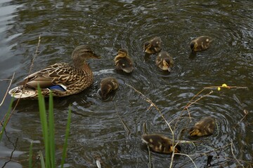 family of wild ducks on the water surface of the city pond