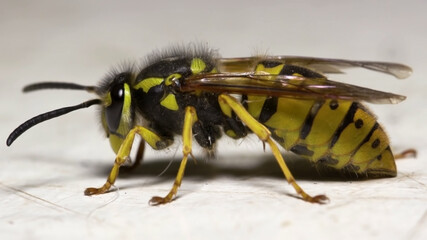 beautiful Wasp in close-up