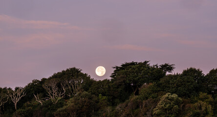 The Moon rising between a gap in the trees in a pink sunrise sky