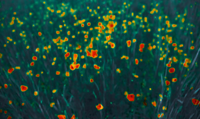 Fototapeta na wymiar Blurred photo in post impressionism art style of poppy field in evening. Vintage vibrant toned abstract floral background.