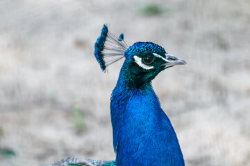 Fototapeta premium Blue peafowl male peacock's head with long fan-like crest feathers graceful portrait on blurred background