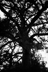 Fototapeta premium Famous 18 Hole Shillong Golf Course, situated in the East Khasi Hills district in Meghalaya, oldest natural golf course 