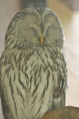 旭山動物園　フクロウ