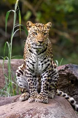  portrait of a leopard © JARUKA