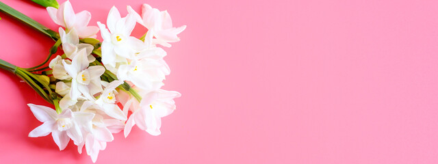 a bouquet of flowers narcisses white color in full bloom on a pink background with space for text. banner