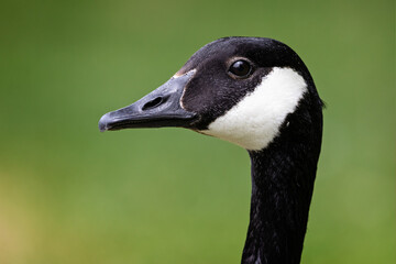 Striking close up of head of adult Canada Goose - side view - in Wiltshire, England