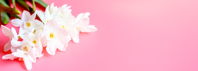 Fototapeta na wymiar a bouquet of flowers narcisses white color in full bloom on a pink background with space for text. banner