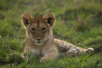 Obraz na płótnie Canvas A portrait of a Lion cub at Masai Mara grassland, Kenya