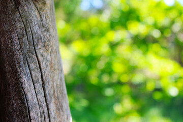 Obraz premium Stamm in der Natur