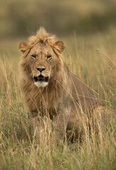 Fototapeta na wymiar Portrait of a subadult Lion at Masai Mara, Kenya