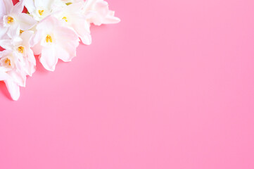 Fototapeta na wymiar a bouquet of flowers narcisses white color in full bloom on a pink background with space for text