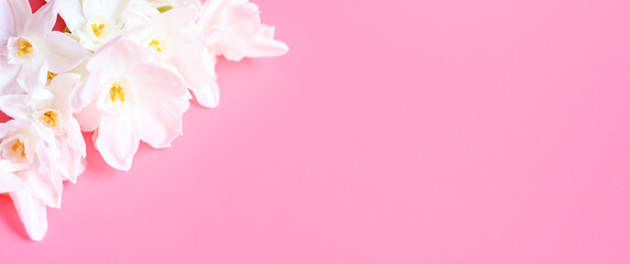 Fototapeta na wymiar a bouquet of flowers narcisses white color in full bloom on a pink background with space for text. banner