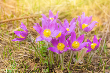 Pasque-flower growing in nature in the sunlight, macro spring floral background. High quality photo