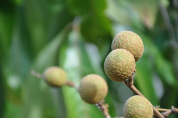 raw longan fruits blurred background